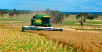 Pasture Cropping Siembra directa